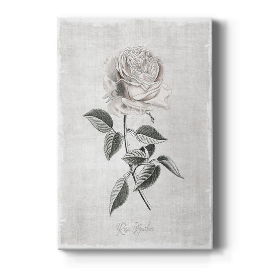 Vintage Botanical I - Canvas Art Print