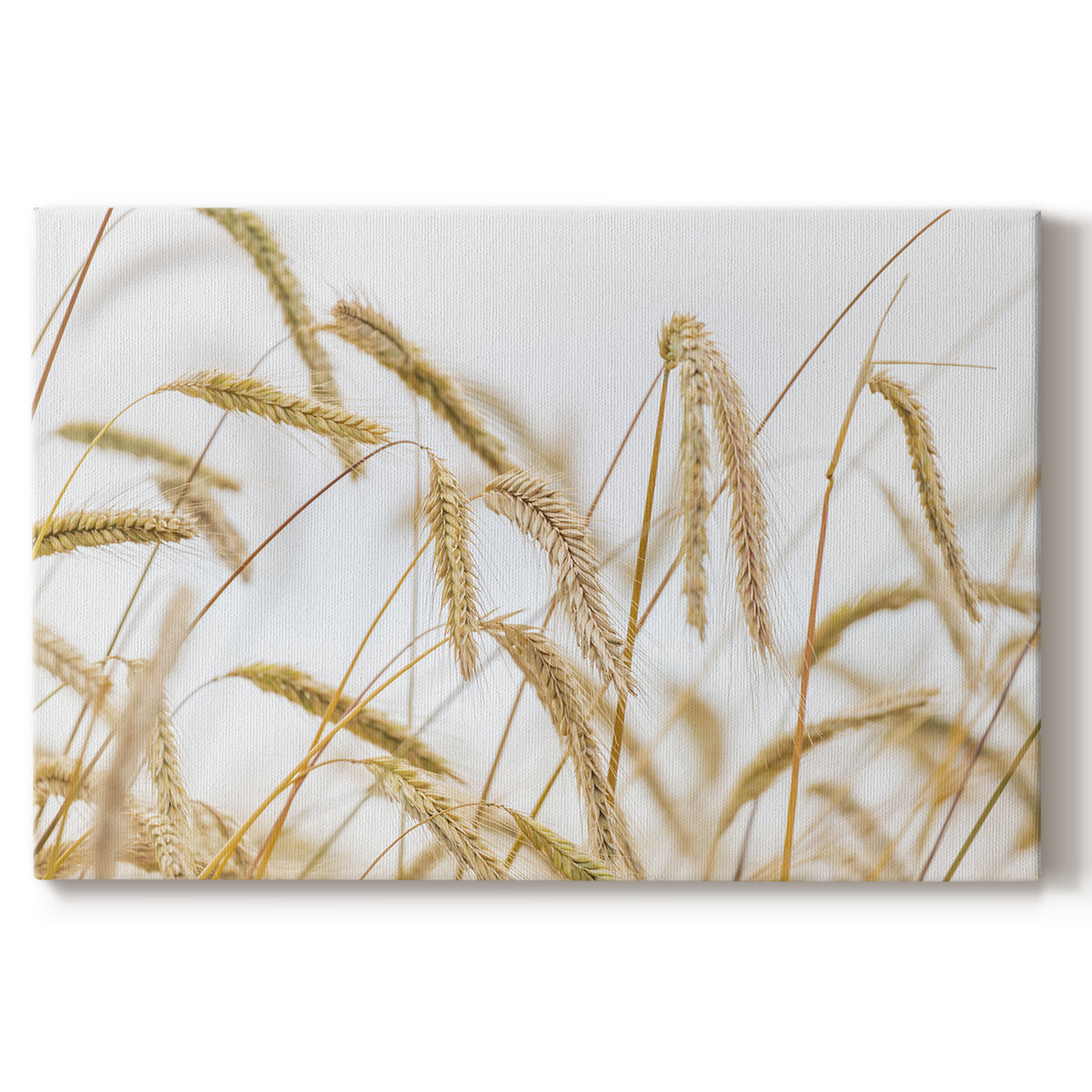 wheat,grains,field,nature,countryside,agriculture,harvest,plants,farming,outdoor,sunny,sky,golden,sway,rural,breeze,serenity,stalks,growth,landscape,summer,crops,beauty,environment,rustic,sunny afternoon,tranquility,organic,natural setting,peaceful,flora,agricultural field,sunshine,farming community,golden fields,clear weather,wind