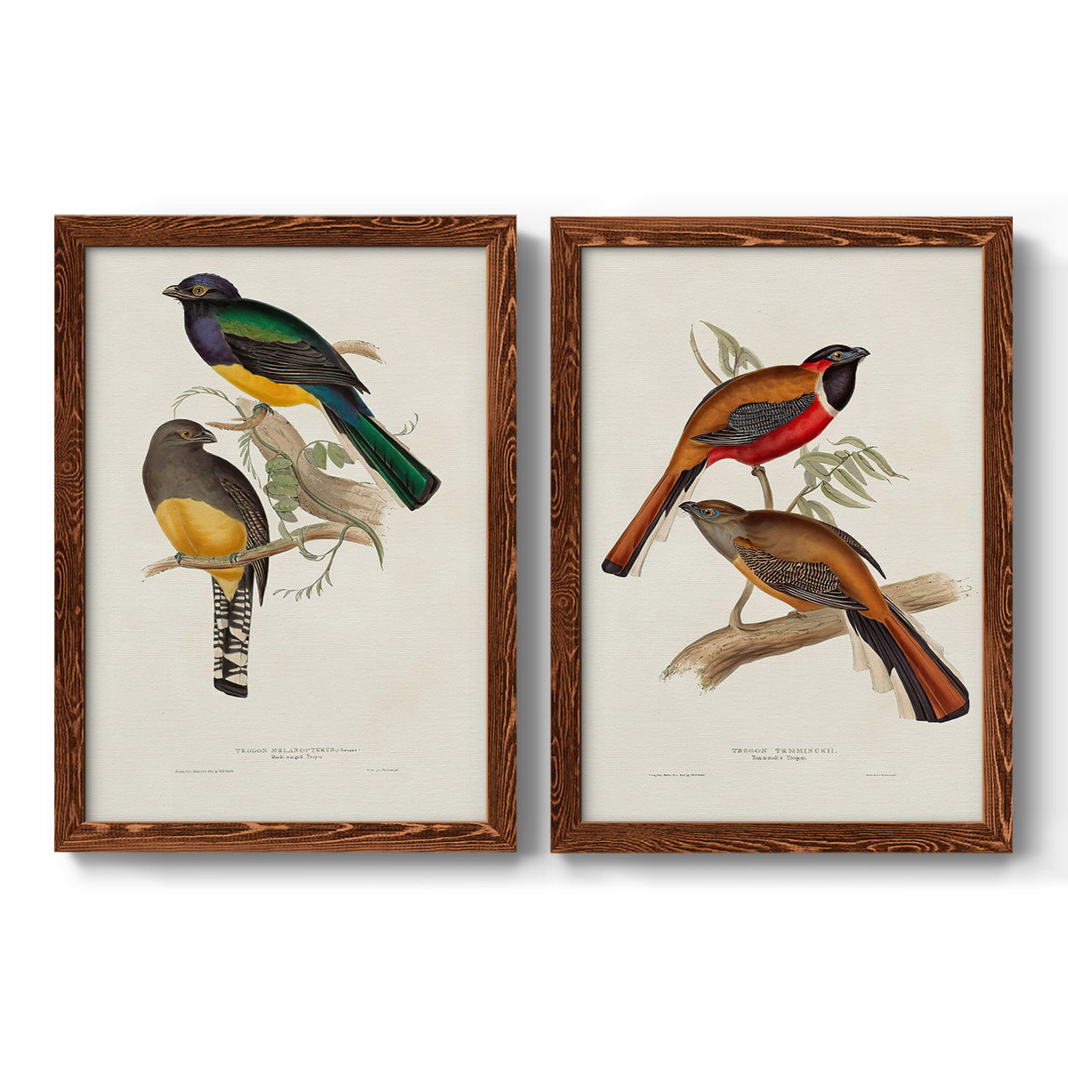 Elegant Trogons III - Premium Framed Canvas 2 Piece Set - Ready to Hang