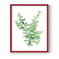 Eucalyptus III - Restickable Framed Art Print
