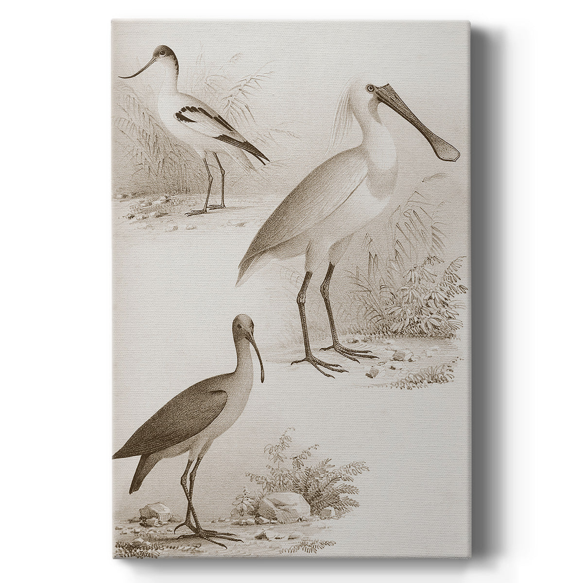 Sepia Water Birds II Premium Gallery Wrapped Canvas - Ready to Hang