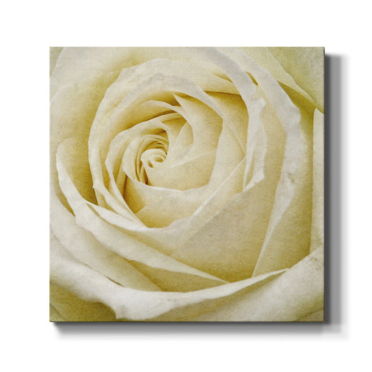 Wall Flower III - Canvas Art Print