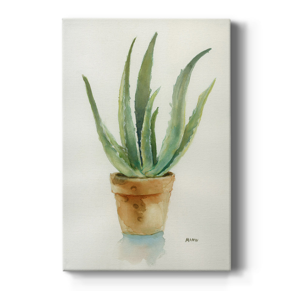 Succulent IV - Canvas Art Print