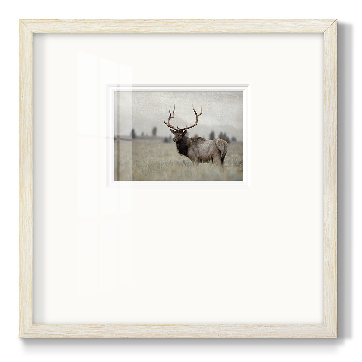 Grand Elk Premium Framed Print Double Matboard