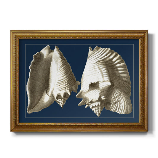 Conch Shells on Navy I - Ornate Framed Canvas Print