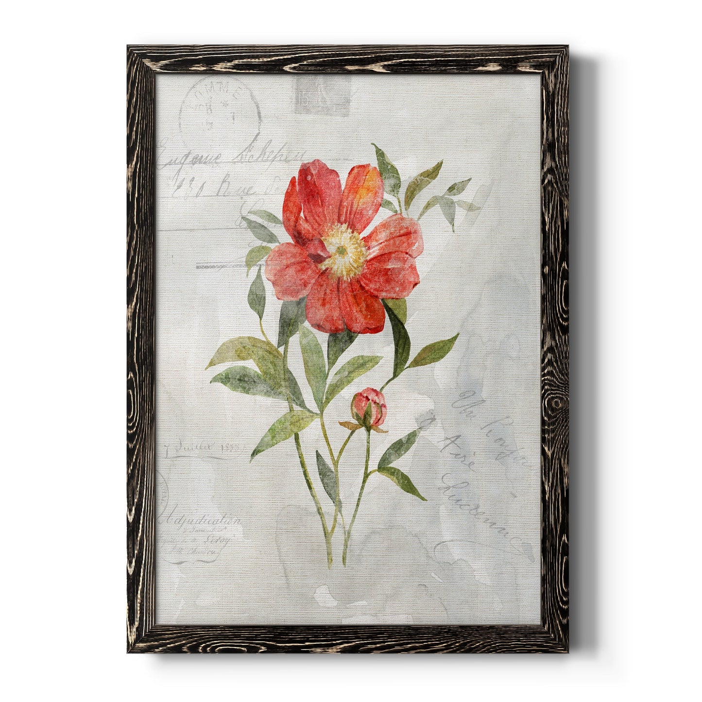 Linen Peony - Barnwood Framed Canvas Print