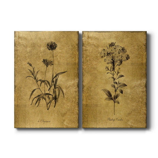 Gold Sketch Botanical I - Canvas Art Set