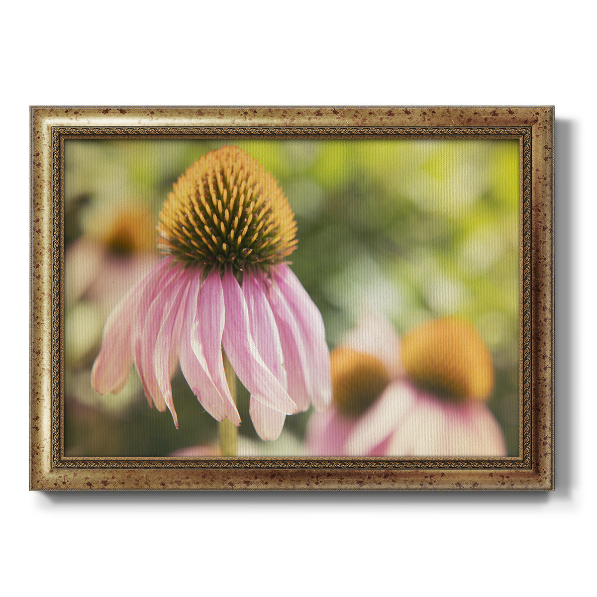 Echinacea Study II Premium Framed Canvas- Ready to Hang