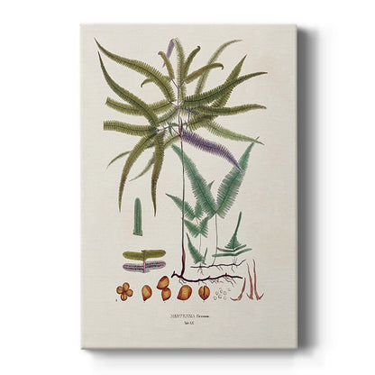 Botanical Society Ferns VIII - Canvas Art Print