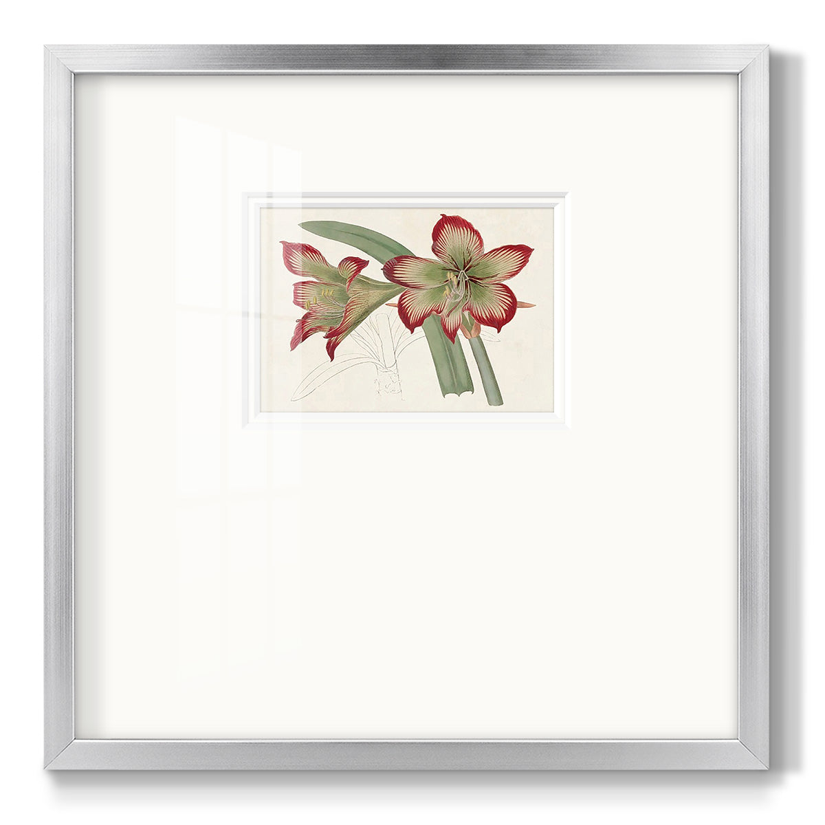 Amaryllis Varietals IV Premium Framed Print Double Matboard