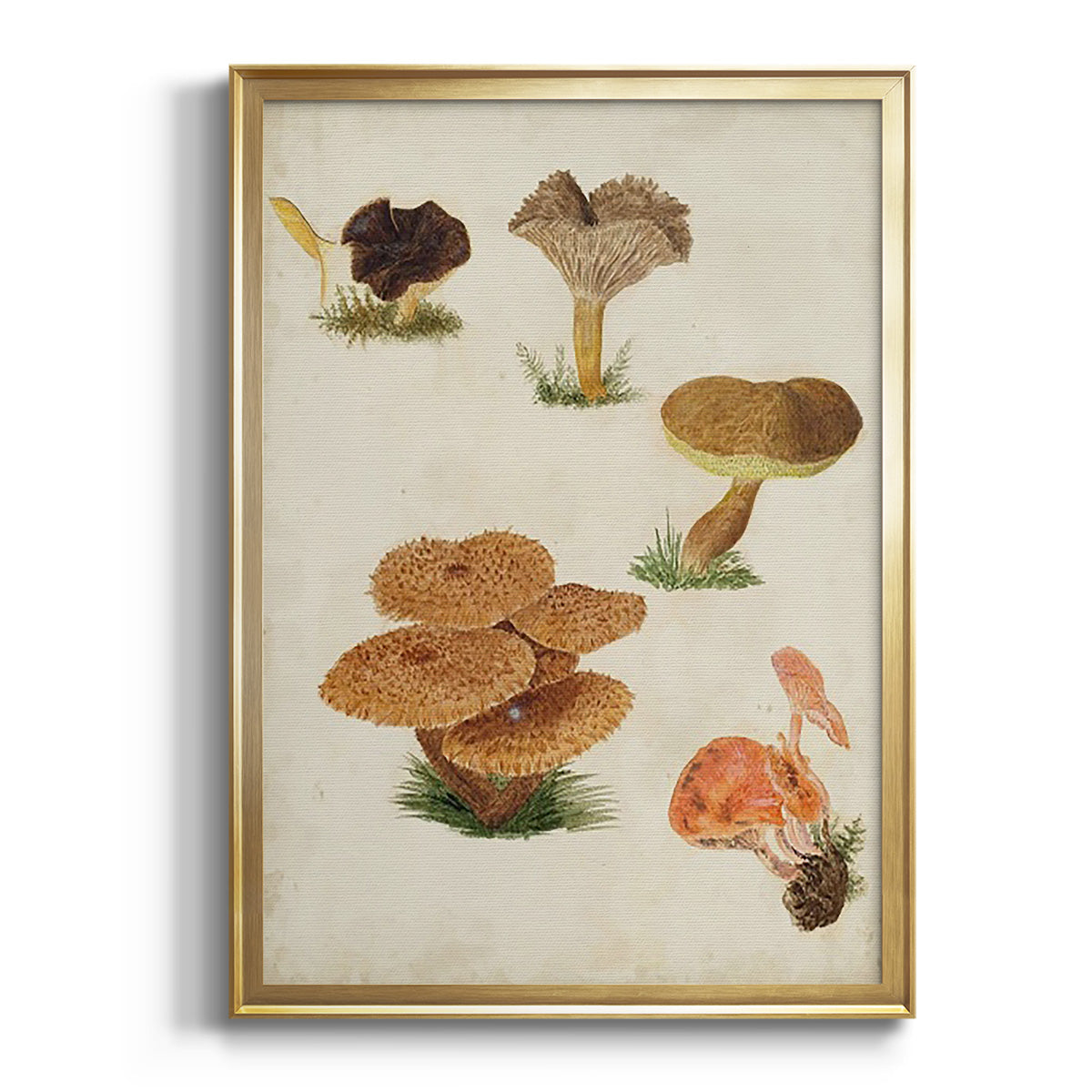 Mushroom Species V - Modern Framed Canvas Print