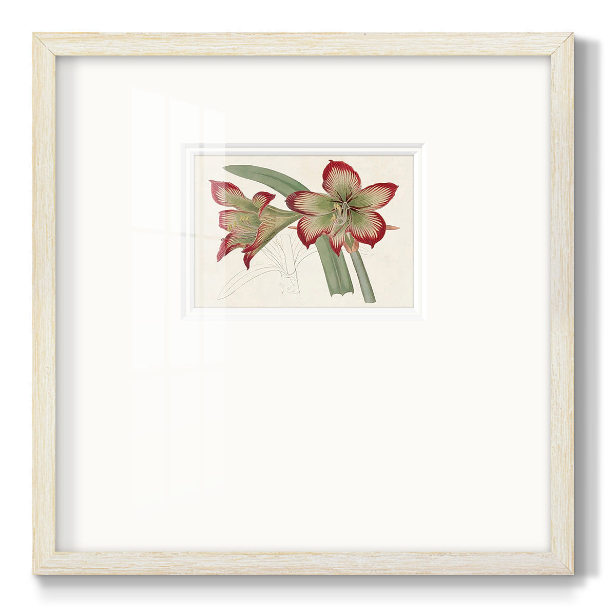 Amaryllis Varietals IV Premium Framed Print Double Matboard