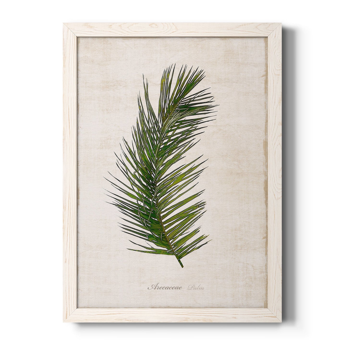 Palm Botanical II - Premium Canvas Framed in Barnwood - Ready to Hang