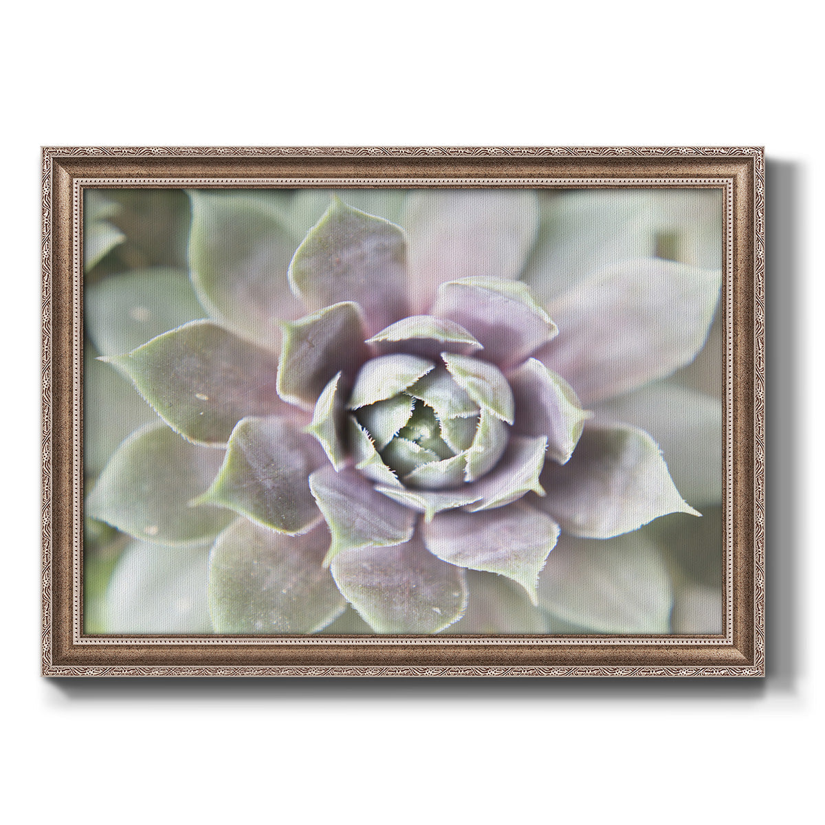 Succulent Glow II - Ornate Framed Canvas Print