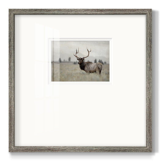 Grand Elk Premium Framed Print Double Matboard