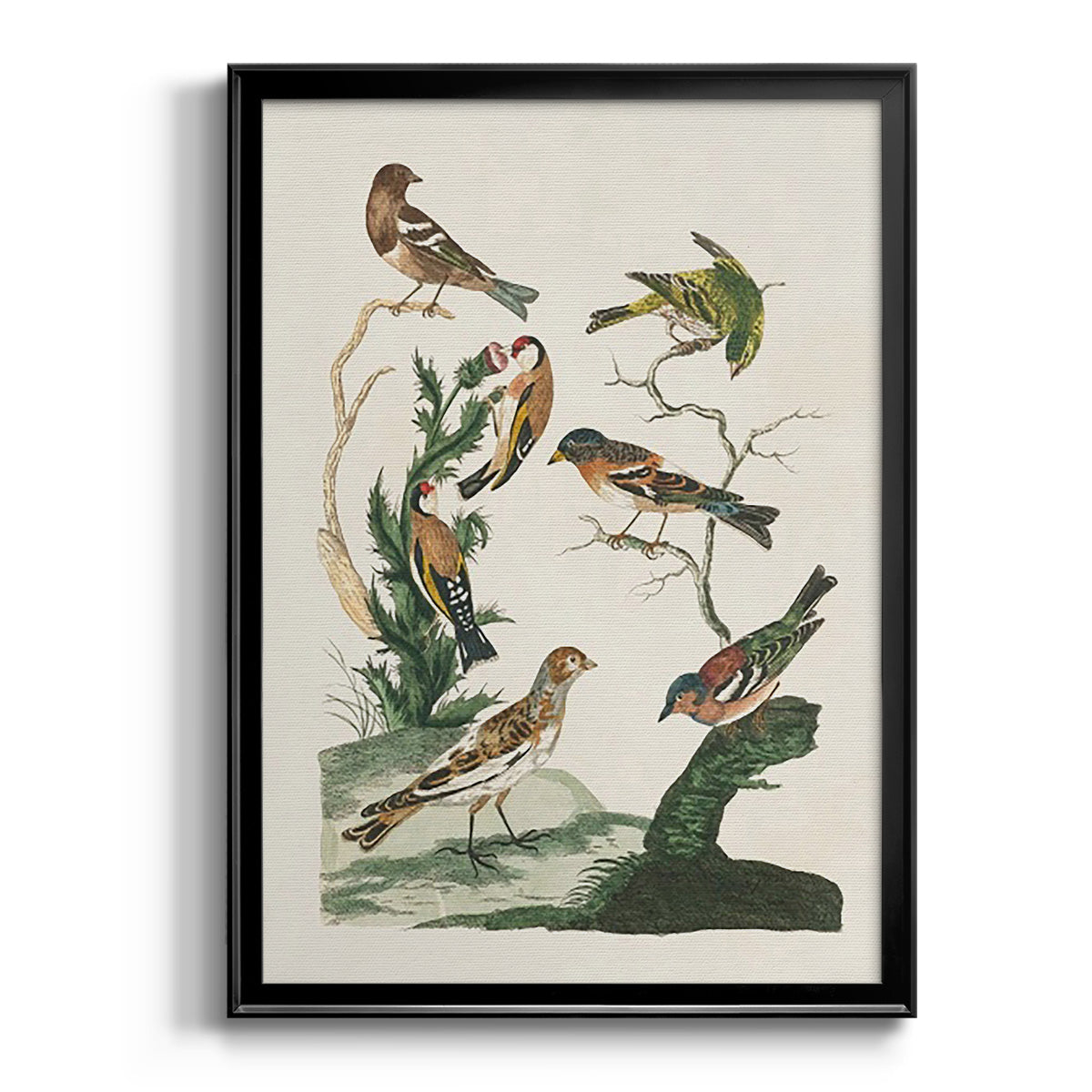 Antique Birds in Nature I - Modern Framed Canvas Print