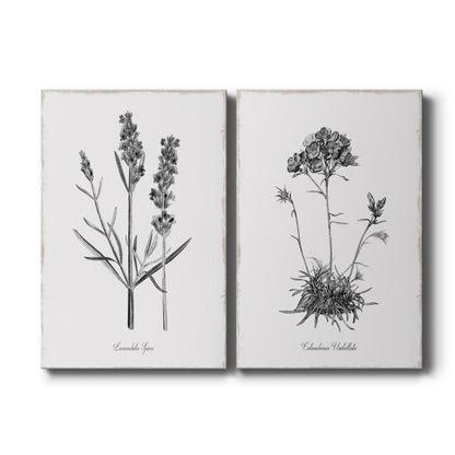 Set of two vertical canvas prints featuring delicate lavender botanical sketch artwork, displayed side by side.