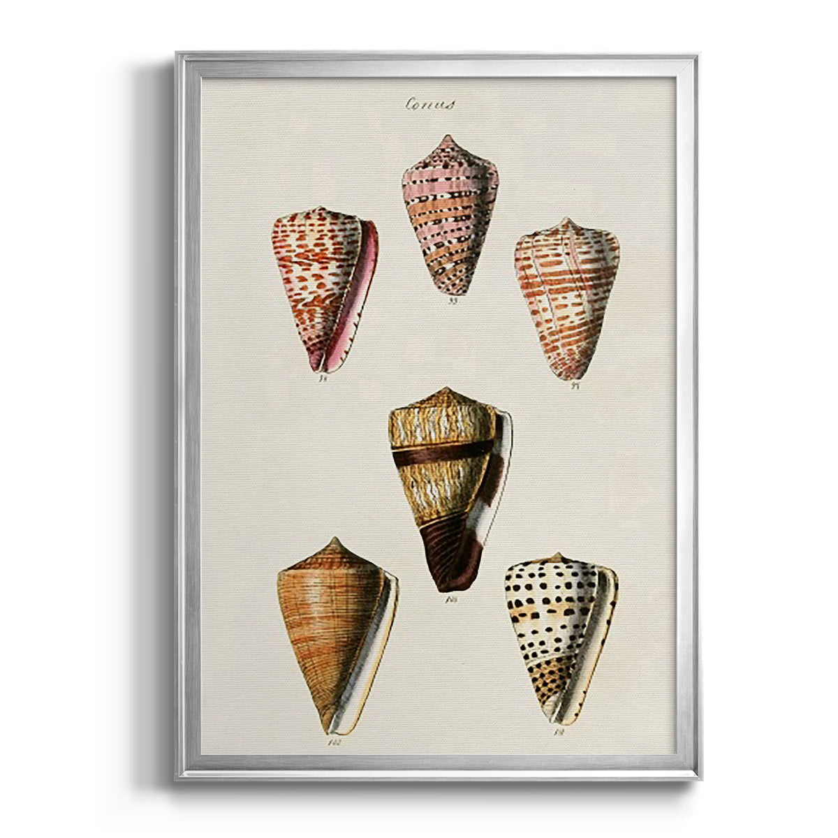 Cone Shell Collection IV - Modern Framed Canvas Print