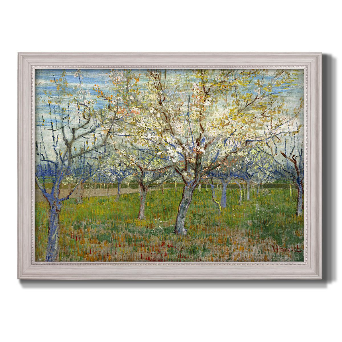 Orchard With Blossoming Apricot Trees - Ornate Framed Canvas Print