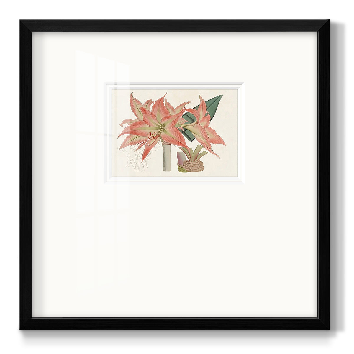 Amaryllis Varietals III - Double Matboard Framed Print