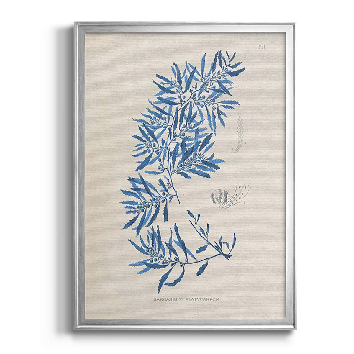 Blue Marine Algae III - Modern Framed Canvas Print