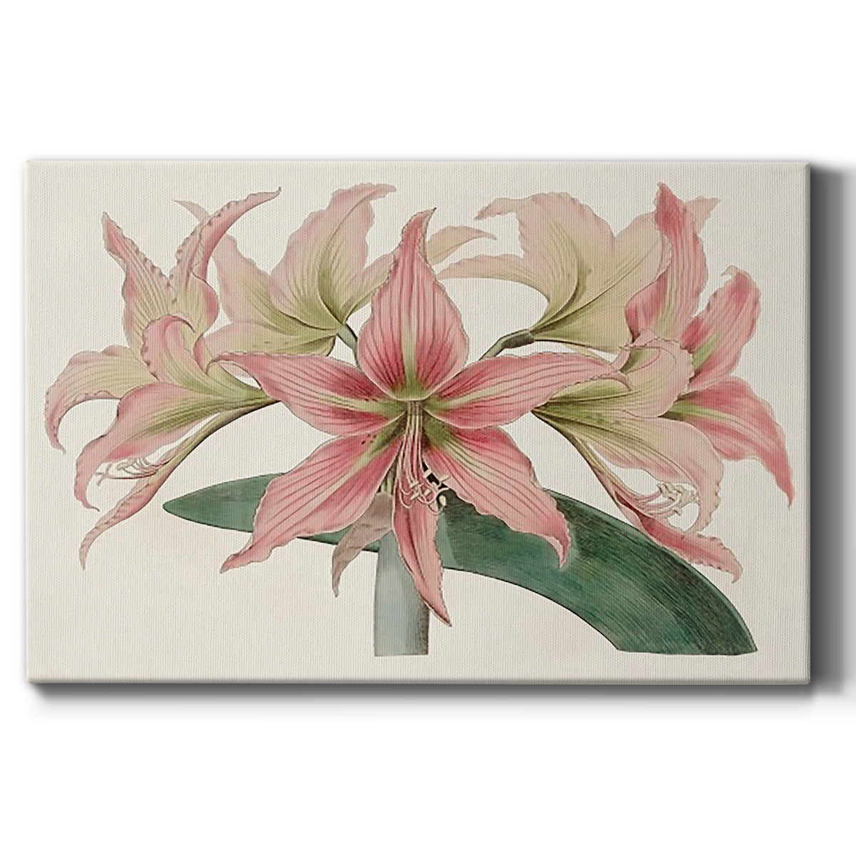 Amaryllis Varietals I Premium Gallery Wrapped Canvas - Ready to Hang