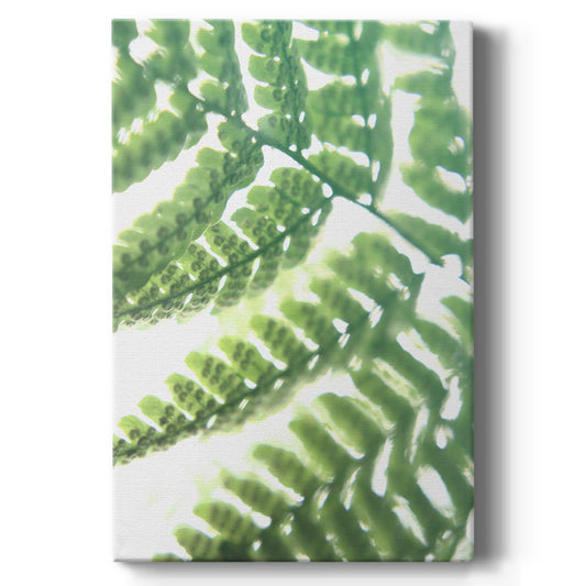 UA Fern Glow II - Canvas Art Print