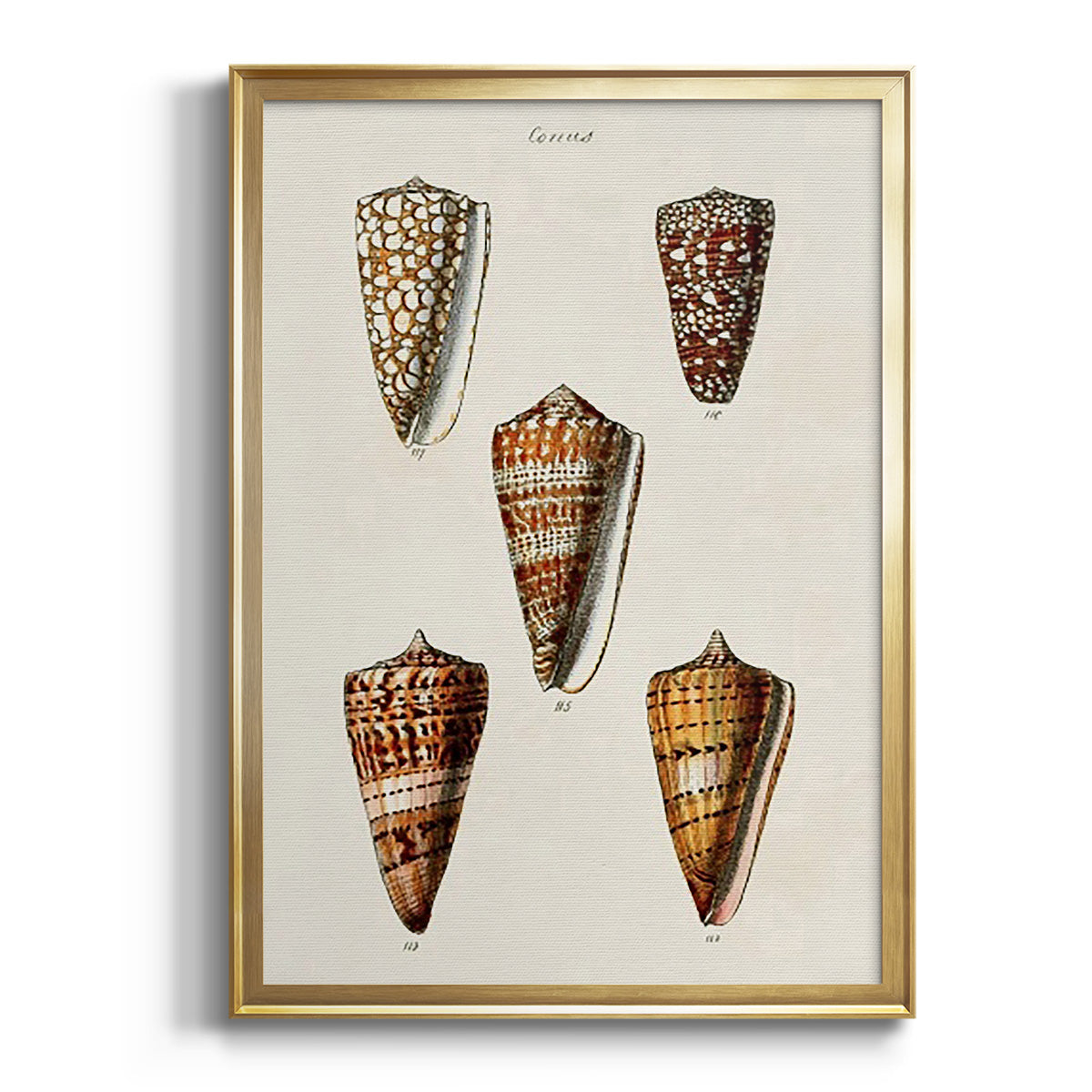 Cone Shell Collection II - Modern Framed Canvas Print