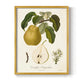 Vintage Pears I - Restickable Framed Art Print