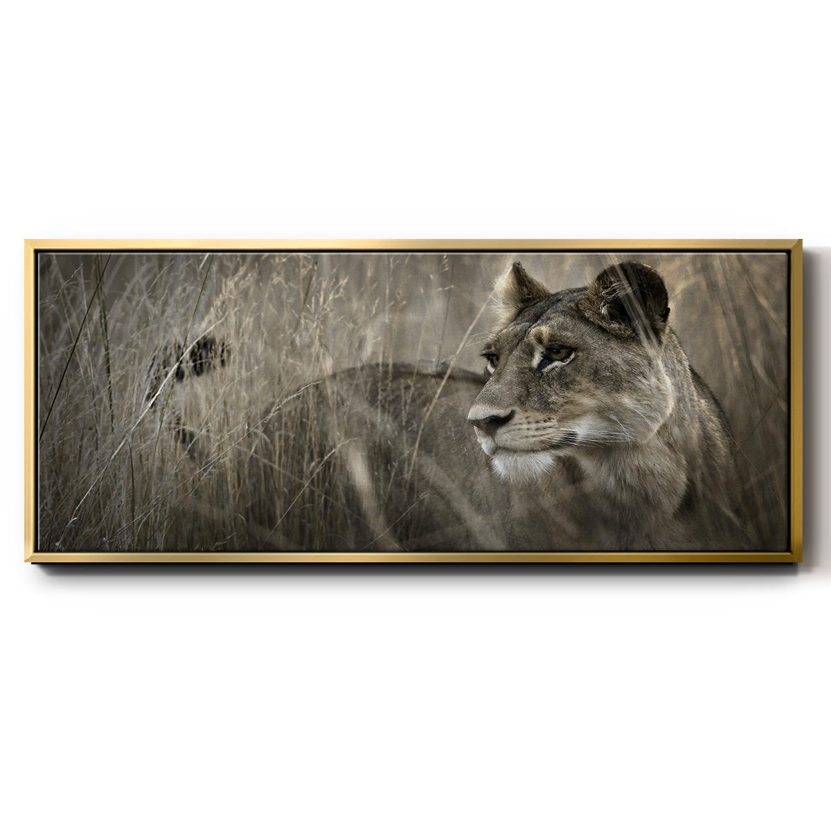 Tall Grass Alpha - Floater Framed Canvas Print