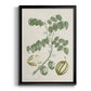 Buchoz Tropicals II - Modern Framed Canvas Print