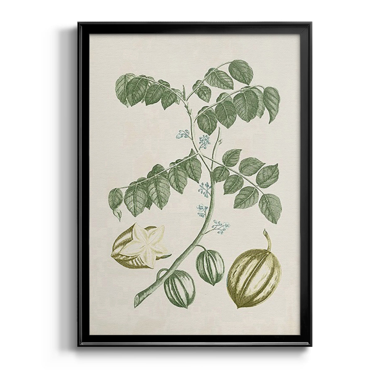 Buchoz Tropicals II - Modern Framed Canvas Print