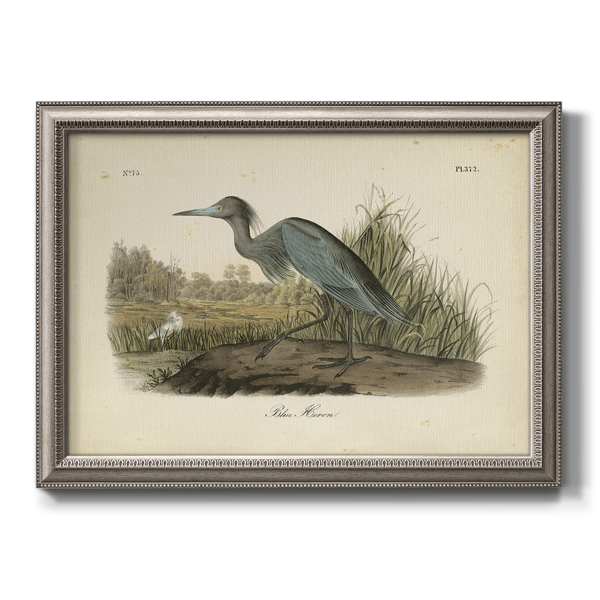 Audubons Blue Heron - Ornate Framed Canvas Print