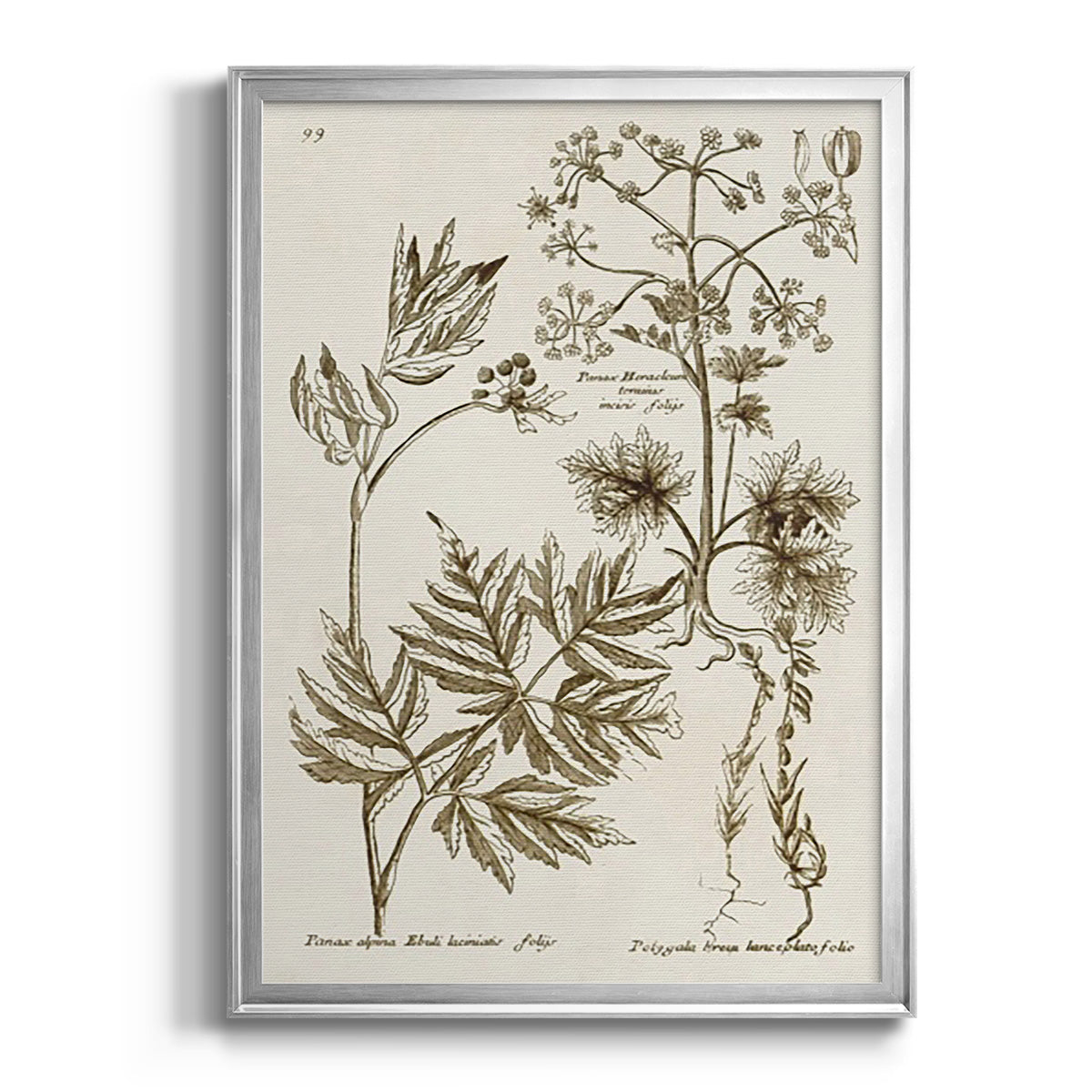 Sepia Botanical Journal III - Modern Framed Canvas Print