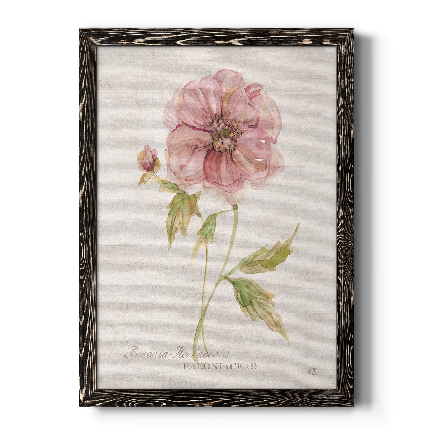 Soft Peony - Premium Canvas Framed in Barnwood - Ready to Hang