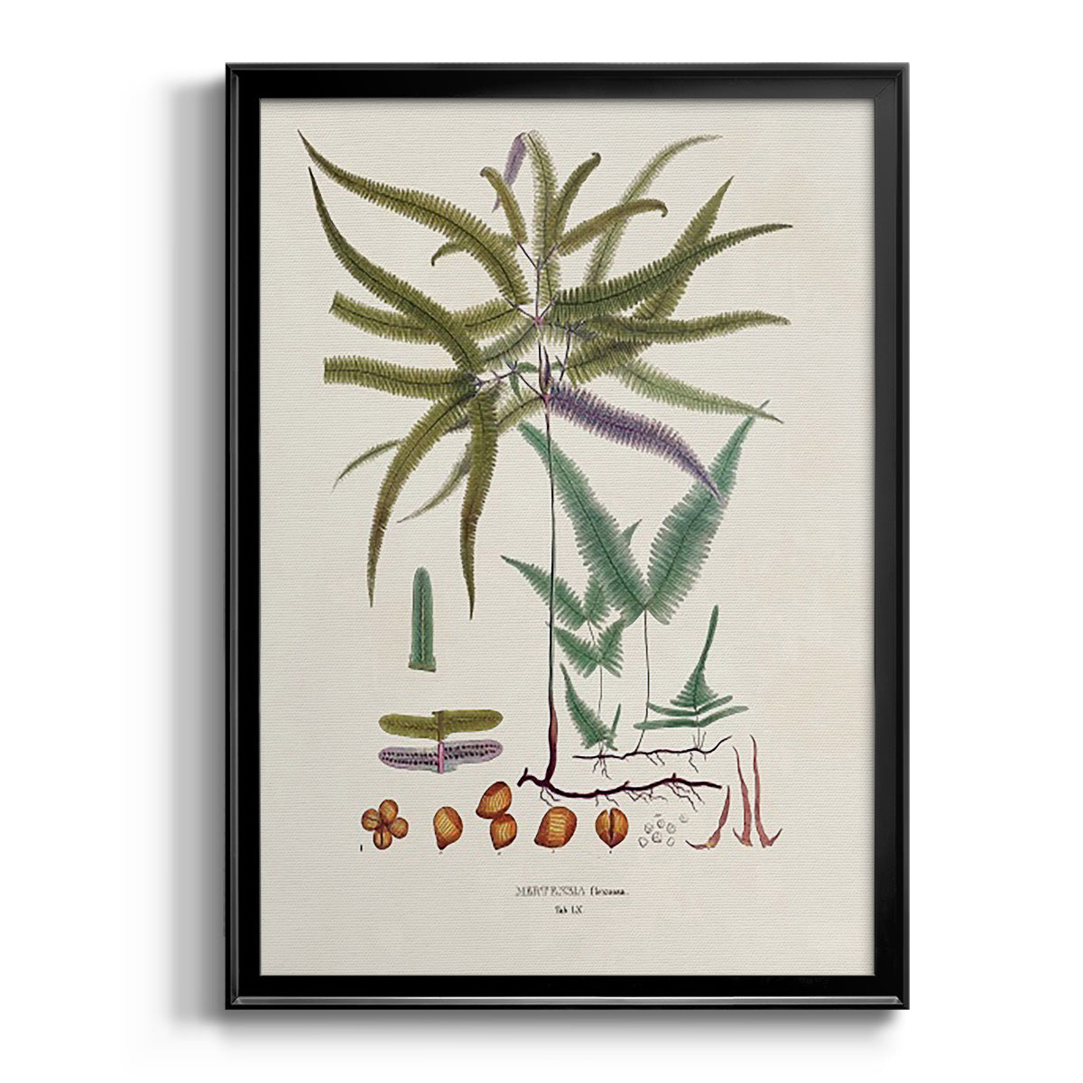 Botanical Society Ferns VIII - Modern Framed Canvas Print