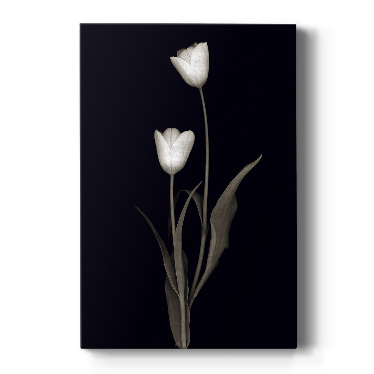 Tulip Pose II - Canvas Art Print