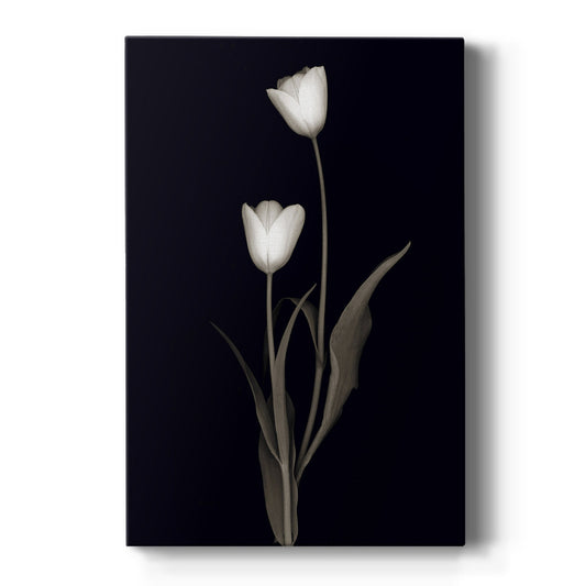 Tulip Pose II - Canvas Art Print