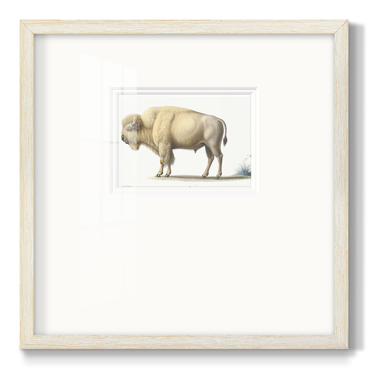 White Buffalo Premium Framed Print Double Matboard