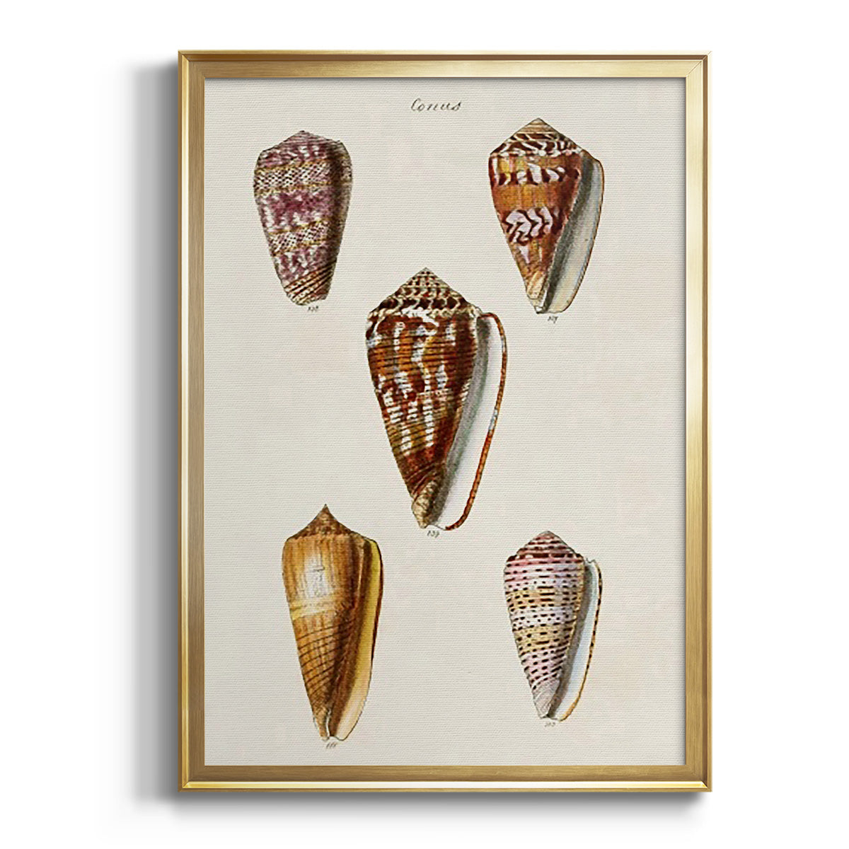 Cone Shell Collection VI - Modern Framed Canvas Print