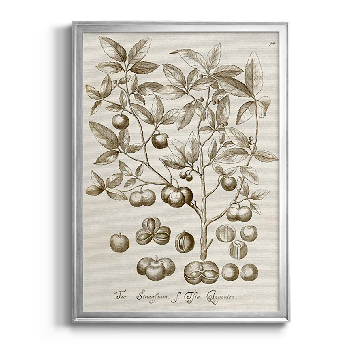 Sepia Botanical Journal II - Modern Framed Canvas Print