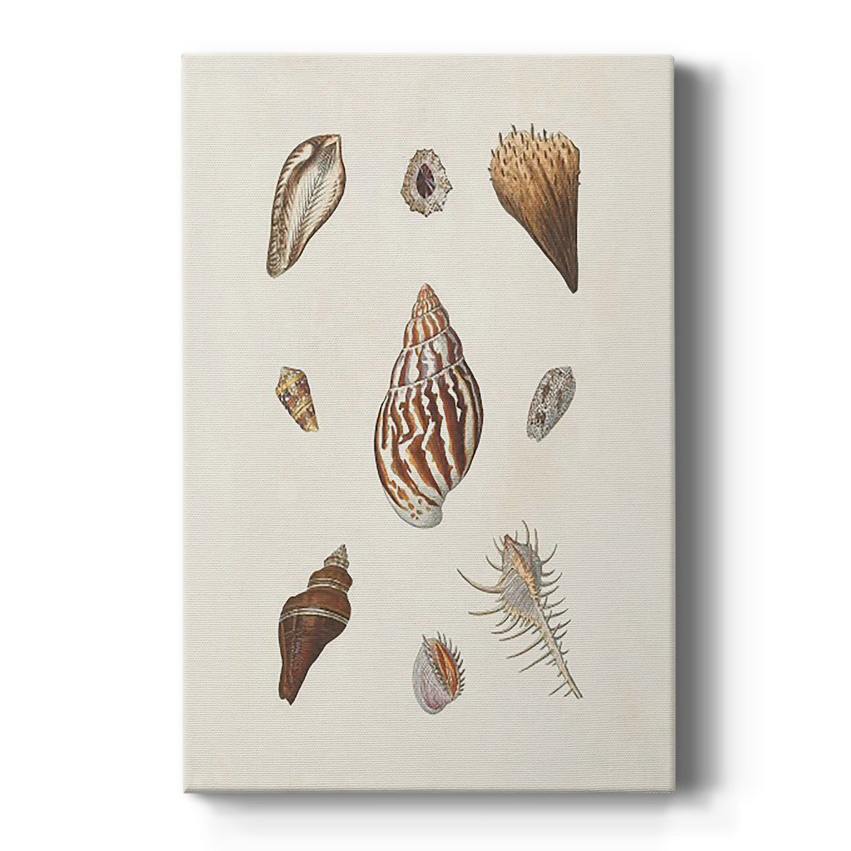 Knorr Shells & Coral IX - Canvas Art Print