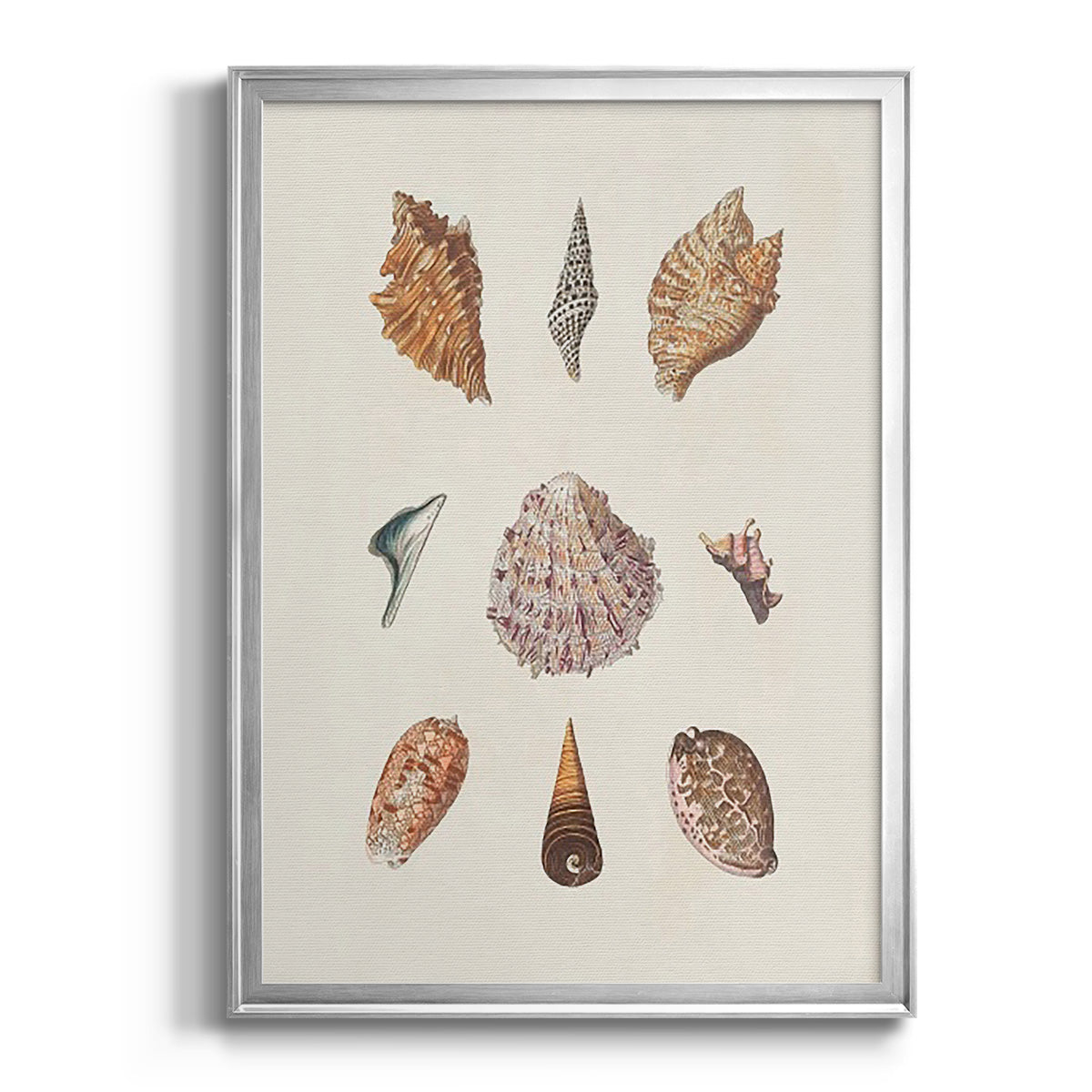 Knorr Shells & Coral VI - Modern Framed Canvas Print