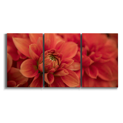 Three-panel canvas wall art featuring vivid red floral close up on white background.