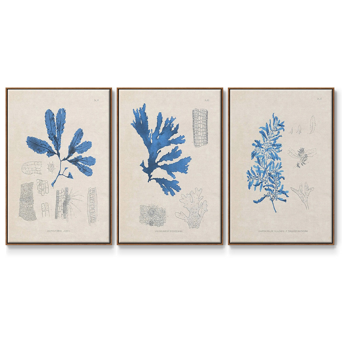 Blue Marine Algae VI - Framed Premium Gallery Wrapped Canvas L Frame 3 Piece Set - Ready to Hang