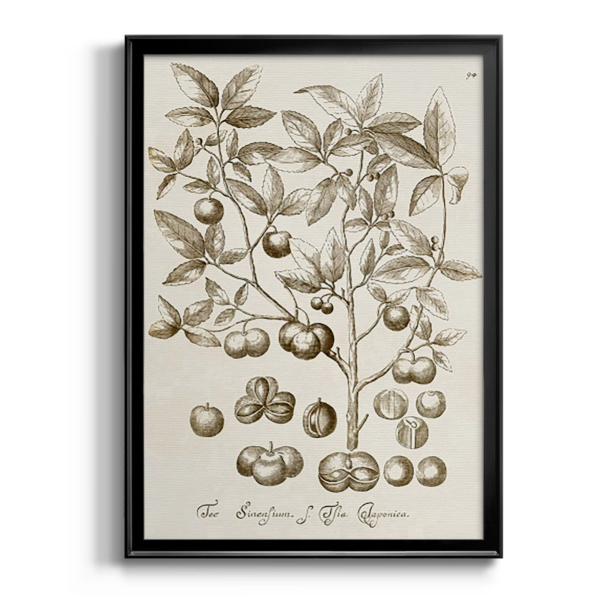 Sepia Botanical Journal II - Modern Framed Canvas Print