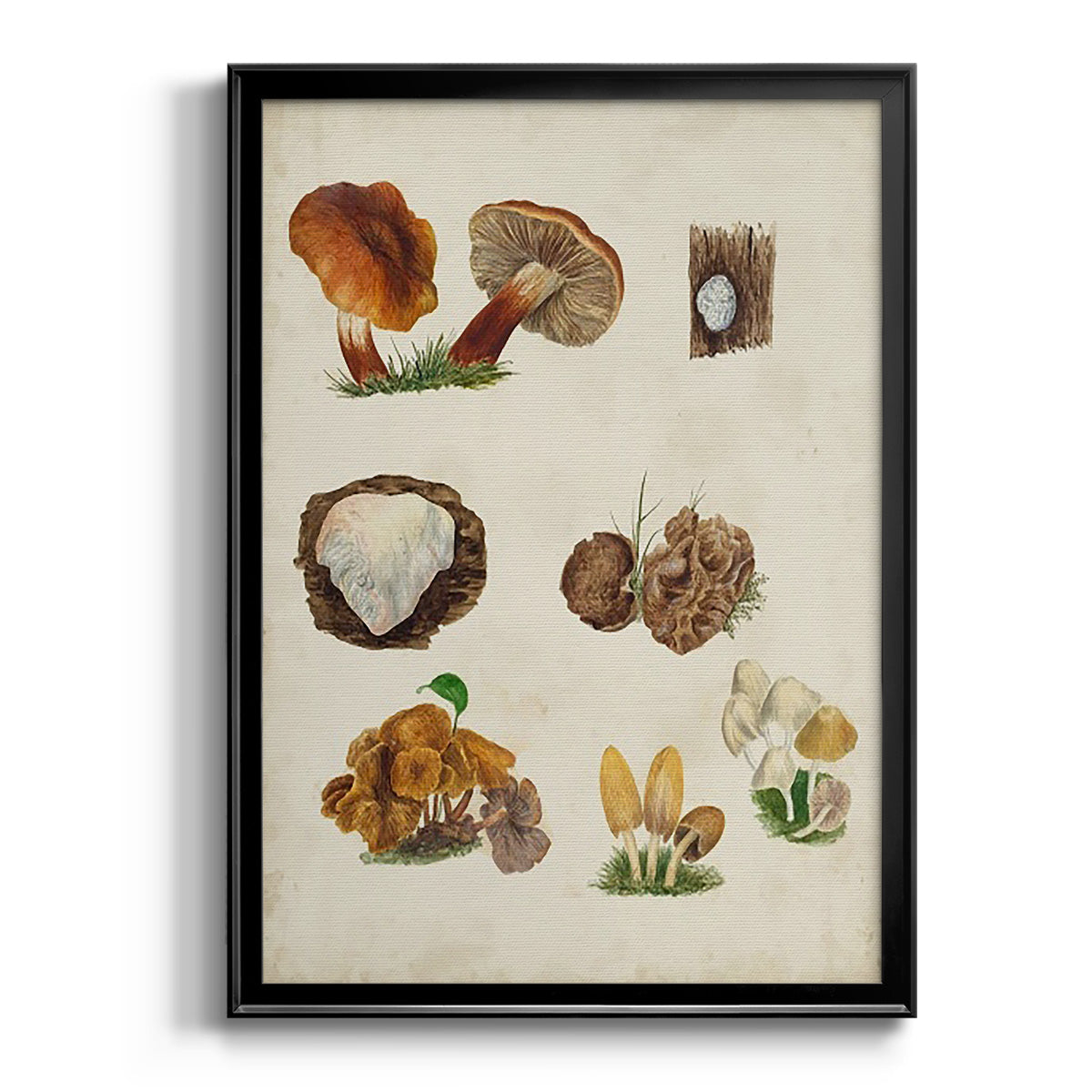 Mushroom Species I - Modern Framed Canvas Print