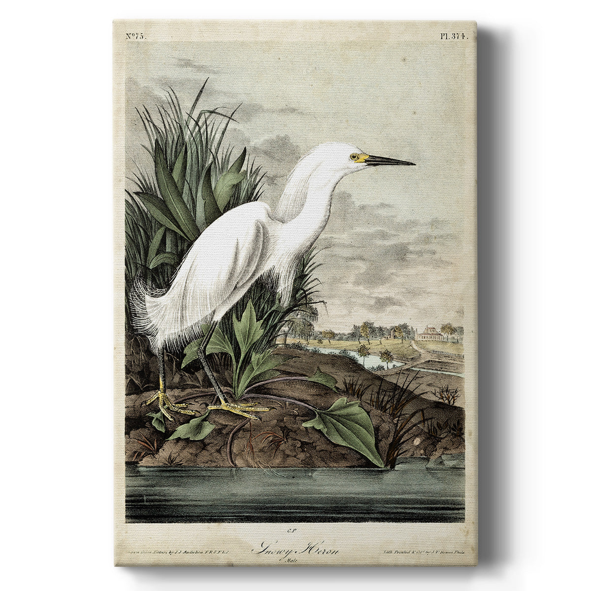 Snowy Heron Premium Gallery Wrapped Canvas - Ready to Hang