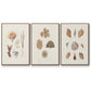 Knorr Shells & Coral VI - Framed Premium Gallery Wrapped Canvas L Frame 3 Piece Set - Ready to Hang