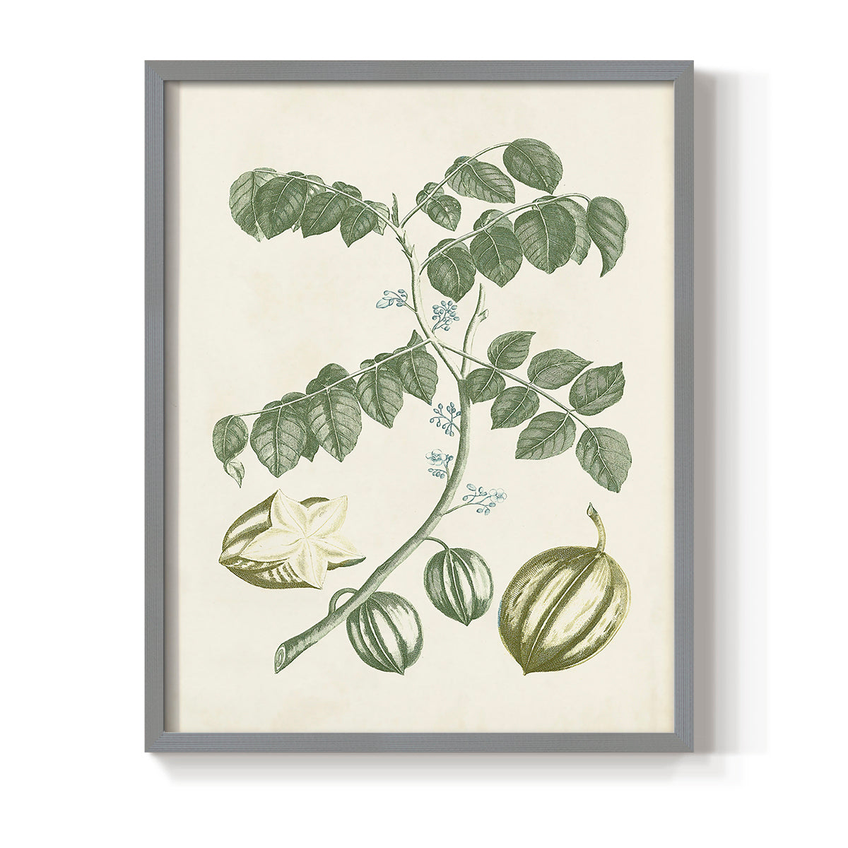 Buchoz Tropicals II - Restickable Framed Art Print
